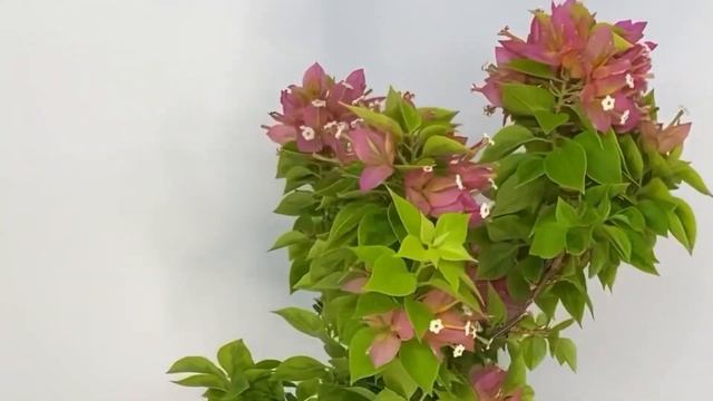 Все об уходе за карликовыми сортами бугенвиллии (сорта pixie) смотреть онлайн