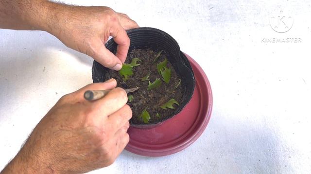 How to Propagate Christmas Cactus ,Plant and care Christmas cactus / Simply Gardening смотреть онлайн