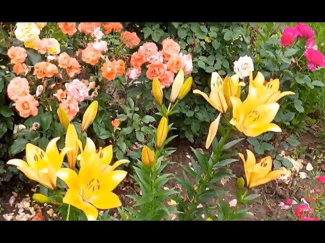 Мой любимый сельский дворик смотреть онлайн