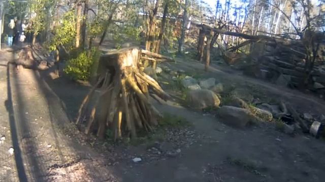 Amur Leopard Darla May 4, 2016 смотреть онлайн