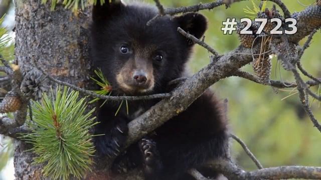 #2723. Медведи (В мире животных)