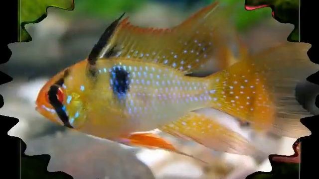 Апистограмма Рамиреса 1 смотреть онлайн