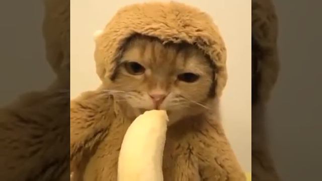 Мой кот не ест банан!!! смотреть онлайн