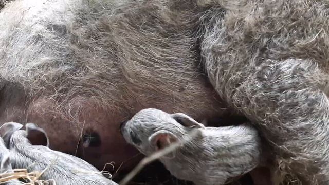 Венгерская мангалица в Тульской области 1 часть смотреть онлайн