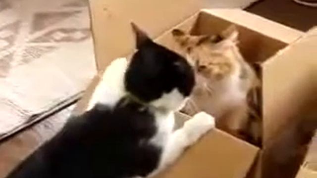 Коты ДЕРУТСЯ за ДОМ смотреть онлайн