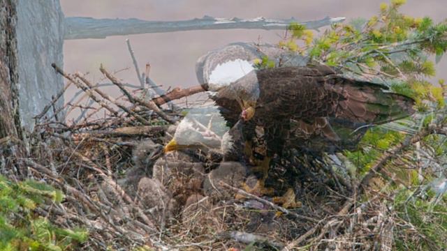 Орёл🦅🦅Звуки и фотографии орла