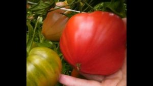 10 ЛУЧШИХ НИЗКОРОСЛЫХ СОРТОВ ТОМАТОВ ДЛЯ ОТКРЫТОГО ГРУНТА. По отзывам огородников