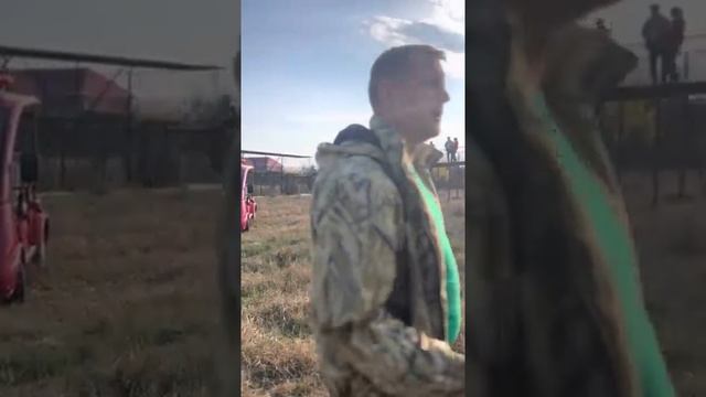 Лев Чук НЕ ДОВОЛЕН, его могут подвинуть молодые львы... смотреть онлайн