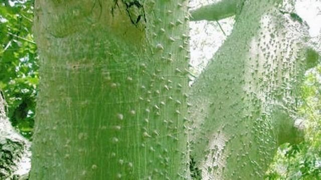 САМОЕ ОПАСНОЕ ДЕРЕВО НА ПЛАНЕТЕ - ХУРА ДЕРЕВО ИЗ АДА смотреть онлайн