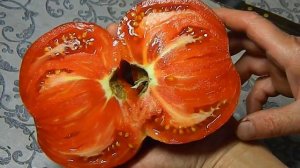 Томат Гигант Фарина. Тест спелых плодов.