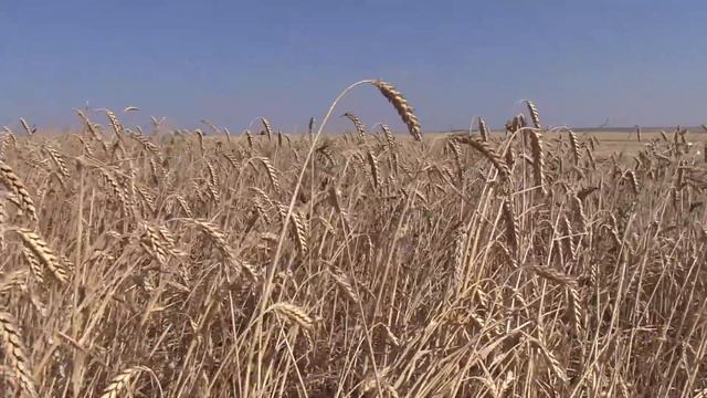 В Черноморском районе идет уборочная кампания 2017г смотреть онлайн