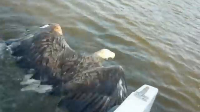 ОРЛАН БЕЛОХВОСТ смотреть онлайн