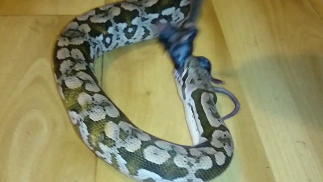 Мадагаскарский Удав Чётка Ест Мышь. смотреть онлайн