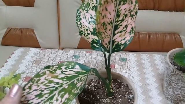 КОМНАТНЫЕ РАСТЕНИЯ. ЦВЕТОЧНОЕ АССОРТИ. смотреть онлайн