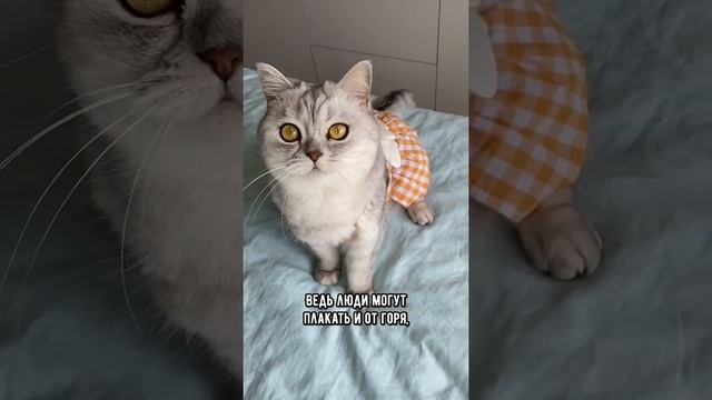 Вся правда о том, почему коты мурлыкают #кот #кошка #shorts смотреть онлайн