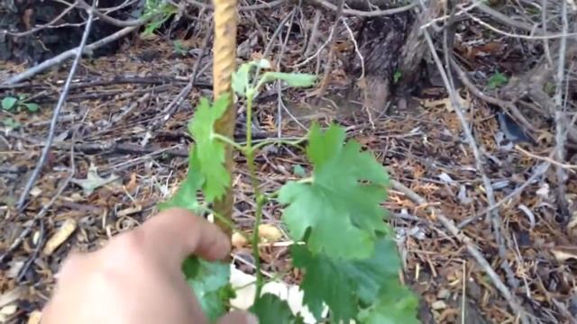 What you get- Mail order grape vines and fruit trees смотреть онлайн