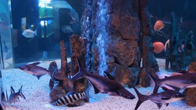 Океанариум Архипо-Осиповки - Морские обитатели. Screen dream - Marine fish смотреть онлайн