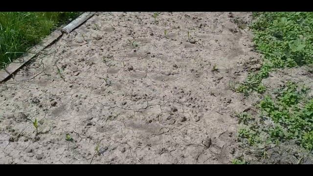 Приехали за клубникой, сделали чучело. смотреть онлайн