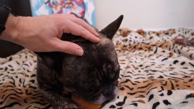 ВАЖНОЕ качество ФРАНЦУЗСКОГО БУЛЬДОГА ради которого СТОИТ завести эту породу собак смотреть онлайн