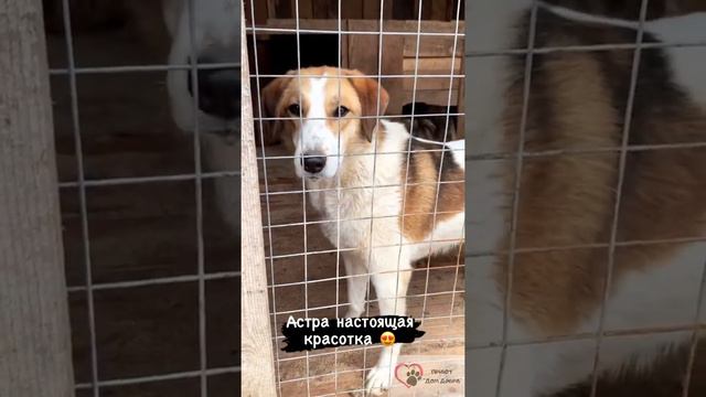 Приветики от наших малышей 🐶❤️ смотреть онлайн