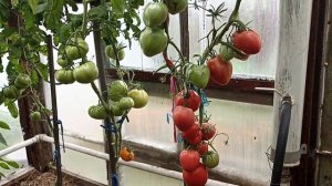 Обзор и дегустация томата Микадо Сибирико.