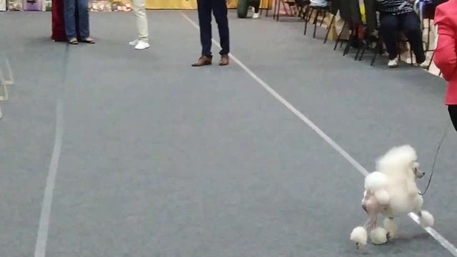 25 летняя национальная выставка пуделей. Белые той парни. смотреть онлайн