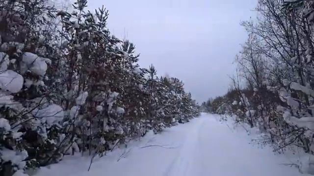 Живу в деревне. Поход в лес за ветками пихты. смотреть онлайн