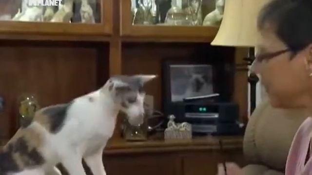 кошка - восточная двухцветная смотреть онлайн