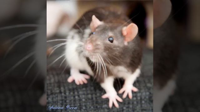 ~Красивые имена для крысы девочки~ 1/? смотреть онлайн