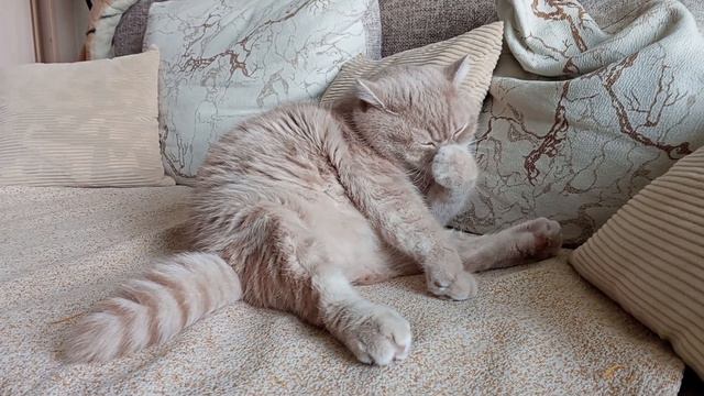 Надо, надо умываться! #котики #кот #котумывается #cats смотреть онлайн