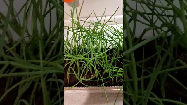 Ещё можно успеть вырастить к Новому году.... #gardening смотреть онлайн