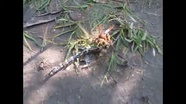 шершень и стрекоза смотреть онлайн