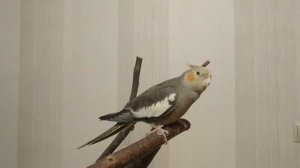 Ручной корелла любит когда его чешут