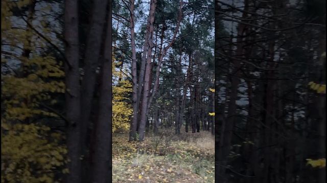 ВОЛШЕБНАЯ ОСЕНЬ, ДЕВУШКА-ЗАГАДКА и СОБАЧКА-ЛИСЁНОК.