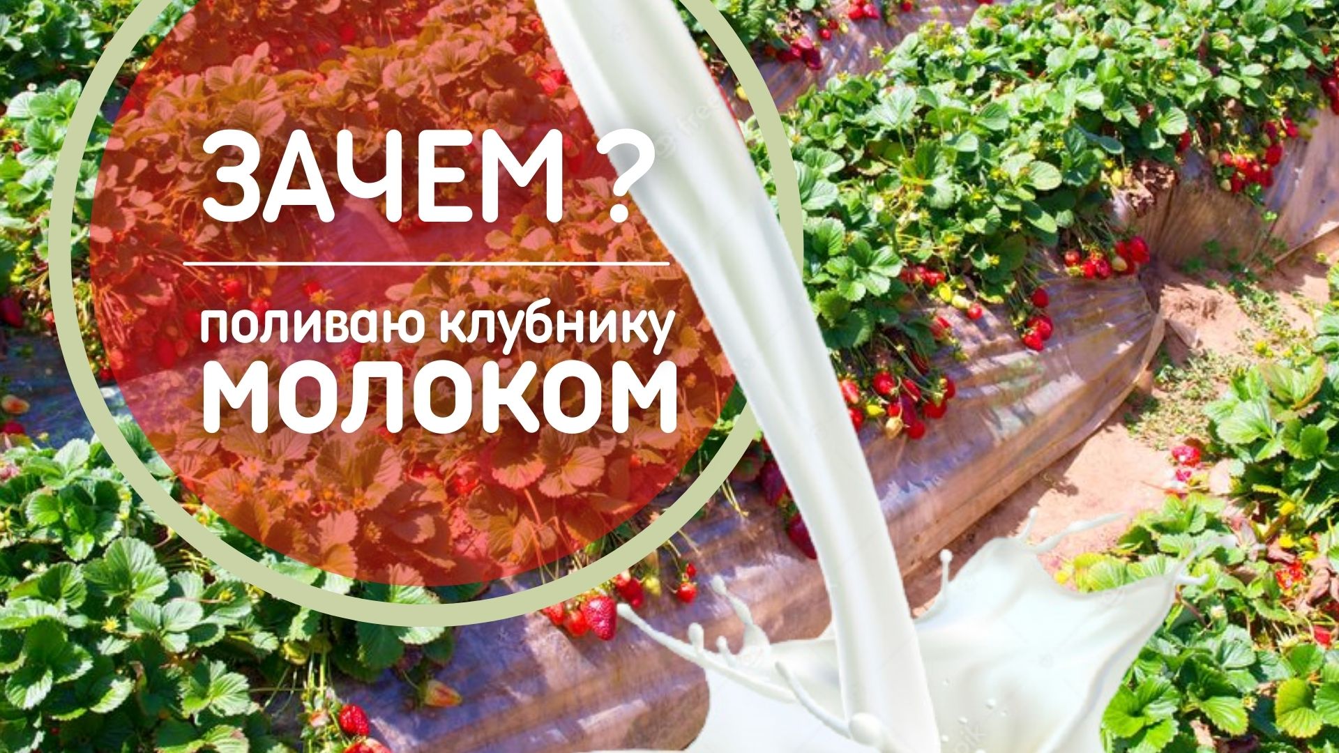 Поливаю клубнику молоком? Рассказываю зачем я это делаю ? Что делать с клубникой осенью смотреть онлайн