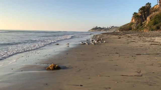 Shure MV88 IOS test Oceanfront & hungry Chiclets take 2 смотреть онлайн