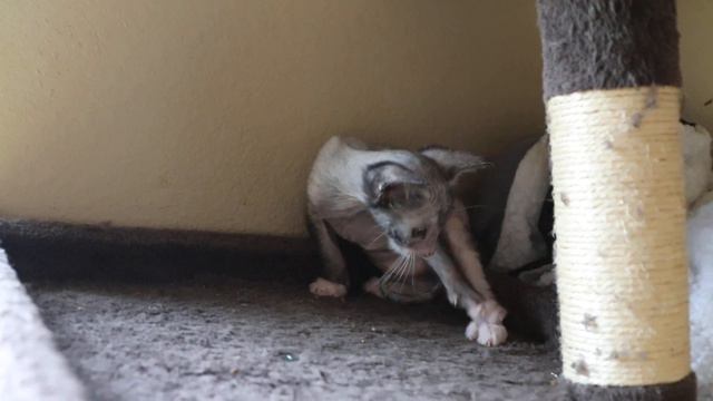 Ray at 5 weeks смотреть онлайн