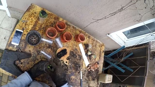 СПАСЕНИЕ КАКТУСА. Делаем реабилитацию. ОБРЕЗКА. Часть 1. смотреть онлайн