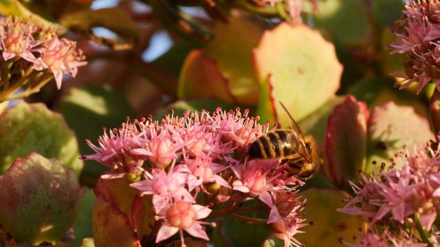 footage bee collects honey / футаж пчела собирает мёд смотреть онлайн