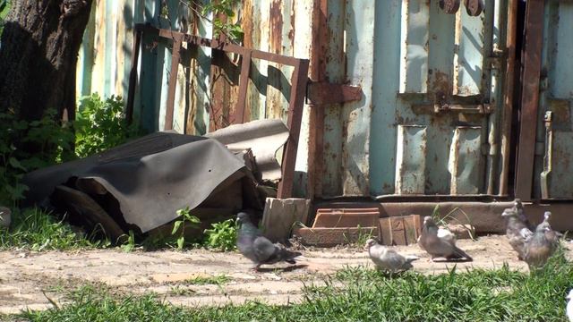 С ГОЛУБАМИ КАЙФУЕМ В РАБОЧИЙ ДЕНЬ!!! 16.05.21г смотреть онлайн