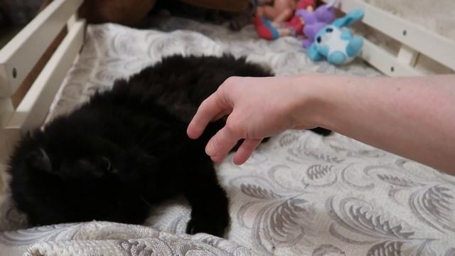 OrenMama VLOG: Дистанционку продлили | Скоро День Рождения | Хочу шпагат смотреть онлайн