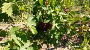 20160910 Виноград Сеня