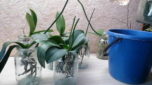 орхидеи без грунта, всего 1 ложка при поливе....