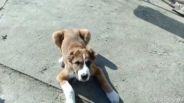 Щенок Алабай начальное выполнения команд. смотреть онлайн