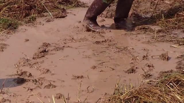 где купить медведку в москве, тел+796О8887578 смотреть онлайн