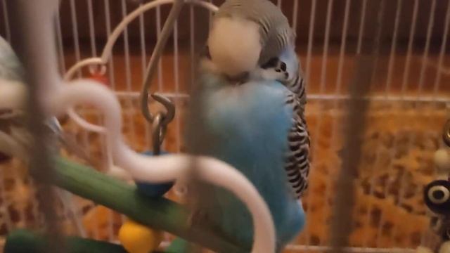 Если попугайчик заболел смотреть онлайн