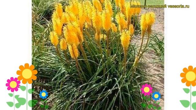 Книфофия ягодная Грандифлора. Краткий обзор, описание характеристик Kniphofia Uvaria Grandiflora