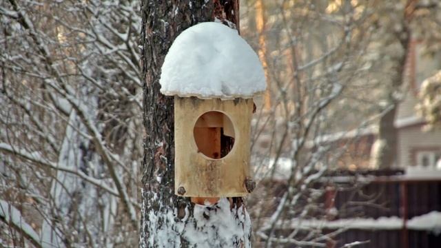 6 минут птичьей суеты вокруг кормушки смотреть онлайн