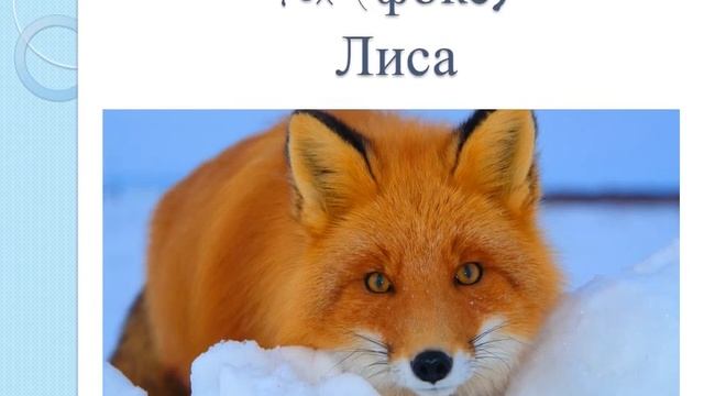 Слова на английском - животные смотреть онлайн