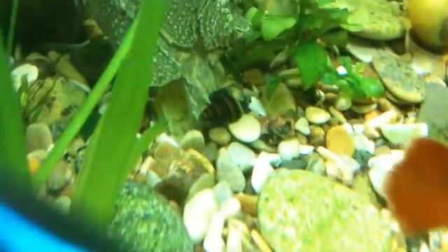 Как размножаются улитки смотреть онлайн